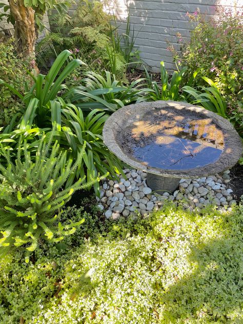 Bird Bath Aesthetic, Pond Pool, Bath Aesthetic, Types Of Birds, Always Be Grateful, Garden Aesthetic, Aesthetic Flowers, Plants Garden, Fish Pond