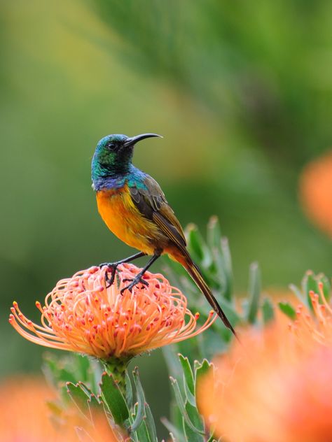 https://flic.kr/p/9kUgDD | Orange-breasted Sunbird Pincushion Protea, Unique Birds, Bird Watcher, Colorful Bird, Exotic Birds, Bird Pictures, All Birds, Pretty Birds, Bird Photo