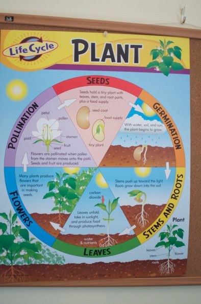 Plant Ecosystem, Cycle Stages, Plant Lessons, How Plants Grow, Plants Worksheets, Plants Unit, Plant Poster, Plant Life Cycle, Plant Science