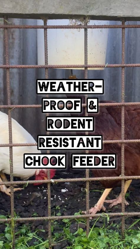 goodlife_permaculture on Instagram: How to make a weather proof and rodent resistant chook feeder! I’ve tried so many chook feeders over the years and this is the only one… Mouse Proof Chicken Feeder, Keep Mice Out Of Chicken Coop, Rodent Proof Chicken Feeder, Chicken Feeders Diy No Waste, Rat Proof Chicken Feeder, How To Keep Rats Out Of Chicken Coop, No Waste Quail Feeder, Waterproof Chicken Feeder, Chicken Feeder Diy