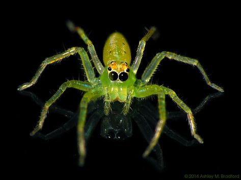 Arachnids Spiders, Spider Pictures, Magnolia Green, Green Spider, Green Jumper, Green Jumpers, Arachnids, Amazing Photos, Spiders