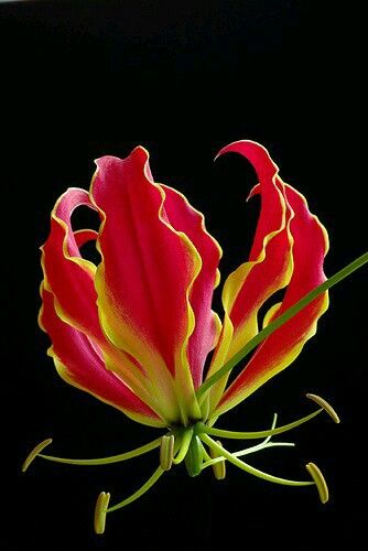 Our national flower Gloriosa Superba, Glory Lily, Flame Lily, Gloriosa Lily, Fire Lily, Lily Flowers, Fire Flower, Unusual Plants, Unusual Flowers