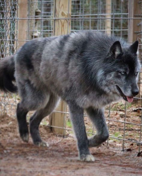 Wolf With Human, Big Wolf Dog, Dogs That Look Like Wolves, Wolf Mix Dogs, Wolf Hybrid Dogs, Wolfdog Hybrid, Wolf Hybrid, Alice Cullen, Wolf Images