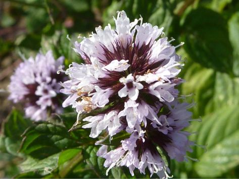 Mentha × piperita (Peppermint) - World of Flowering Plants Mint Plant, Mint Herb, Growing Mint, Mint Essential Oil, Mint Water, Weeds In Lawn, Types Of Herbs, Mint Flowers, Mint Plants