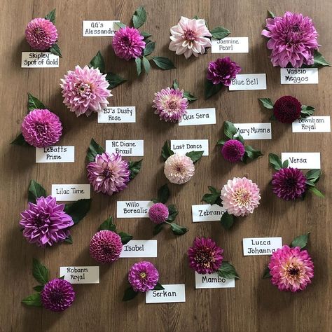 Julie on Instagram: “Some purple comparisons...the leaf sets are from each individual dahlia. #dahlias #dahliatubers” Dahlia Flower Arrangements, Dahlia Flower Garden, Dahlia Varieties, Purple Dahlia, Gardening Projects, Dahlias Garden, Flower Farmer, Fine Gardening, Cut Flower Garden