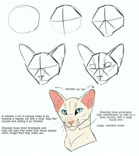 Cat Face Drawing, Cat Drawing Tutorial, Cats Art Drawing, Cat Anatomy, Warrior Cat Drawings, Cat Sketch, Warrior Cats Art, Arte Inspo, Warrior Cat