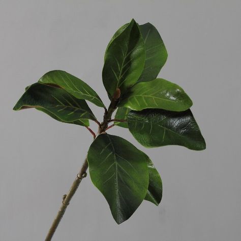 Quality Magnolia Leaf Stem, Artificial Ficus Branch with Large Foliage, Home Small Tree Decor, Party Floral Arrangement, for Outdoor Wedding Total length: 20.86in Size leaf length: 5.12in/5.51cm Material: EVA, plastic, wire Product features. 1. Suitable for housewarming, wedding, home, hotel, and other places of arrangement. 2. Item is made of silk, plastic, wire, foam, and other materials. 4. Not easy to fade, not wilt, and can be washed with water. 5. The stems/branches are made of wire, plastic, or eco-friendly paper, easy to bend and cut to adjust to your needs. Notice. 1. Please note that the vase/basket/pot is not included in the price. 2. Please check the pictures for details, especially the size of the plants /flowers. Due to manual measurement, there may be a 1-3 cm error. 4. Due Magnolia Leaf, Artificial Plants And Trees, Paper Leaves, Magnolia Leaves, Eco Friendly Paper, Vase Fillers, Small Trees, Tree Decor, Floral Arrangement