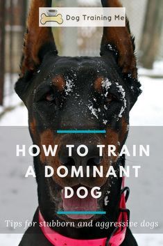 Teach Dog Tricks, Dog Training Tricks, Dog Minding, Easiest Dogs To Train, Dog Obedience Training, Pack Leader, Dog Tricks, Dog Training Techniques, Aggressive Dog