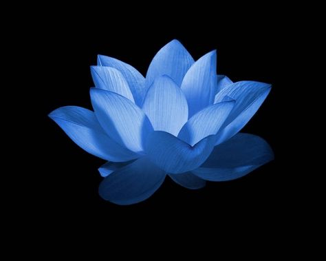 Lotus Wallpaper Iphone, Blue Lotus Wallpaper, Iphone Images, Flor Tattoo, Lotus Flower Wallpaper, Iphone Image, Lotus Wallpaper, Lotus Logo, Lotus Flower Pictures