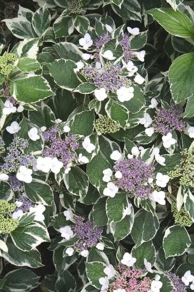 Hydrangea macrophylla 'Maculata'|Juniper Level Botanic Gdn, NC| Lacecap Hydrangea, Blue Flowering Plants, French Hydrangea, Lace Cap Hydrangea, Shade Tolerant Plants, Shade Loving Perennials, Pollinator Plants, Hydrangea Macrophylla, Cottage Garden Plants