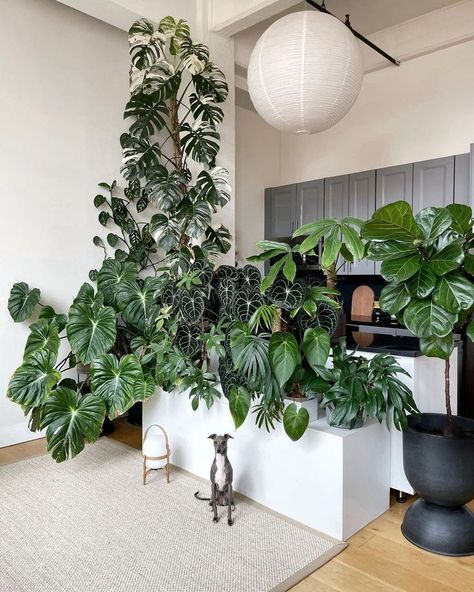 Bamboo House Plant, Decor With Plants, Indoor Landscaping, Vertical Garden Plants, Floral Designs Arrangements, Spanish Home Decor, Green Apartment, Plant Decor Indoor, Interior Plants