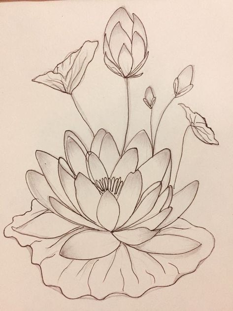 Lotus Flower Drawing Realistic, Chinese Flowers Drawing, Lotus Drawing Simple, Lotus Flower Drawing Design, Lotus Drawing Art, Lotus Flower Drawing Simple, Lotus Flower Sketch, Lotus Flower Paintings, Flower Art Watercolor