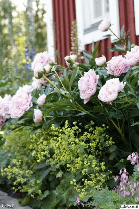 Pink Peonies Garden, Peony In Garden, Peonies In Garden, Ladies Mantle, Ladys Mantle, Pink Flowers Garden, Peony Garden, Lady's Mantle, Pink Cottage