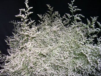 White Limonium, Holiday Wreaths, Dark Backgrounds, Styled Shoot, Wedding Centerpieces, Floral Wedding, Google Search, Flowers, Floral