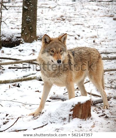 female steppe wolf "Caspian Sea wolf" | Steppe she-wolf in the winter Steppe Wolf, Wolf Standing, Wolf Standing Up, Wolf In Snow, Types Of Wolves, Black Wolf In Snow, Scrying Mirror, Arctic Wolf, Wolf Photography