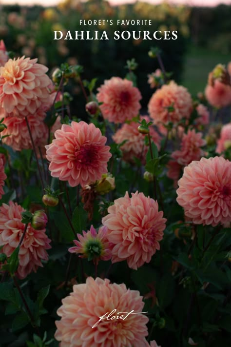 Peach-toned dahlias growing in the field Dahlia Breeding, Dahlia Aesthetic, Dahlias Flower, Dahlia Flower Arrangements, Dahlia Flower Garden, Dahlia Care, Farming Lifestyle, Outside Flowers, Dahlia Varieties