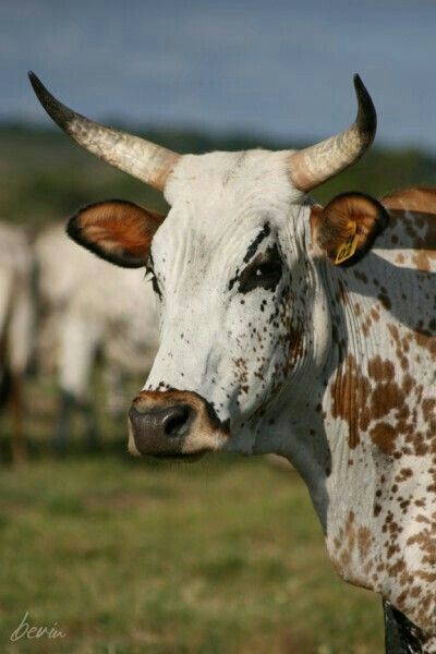 Nguni Cows, Nguni Cattle, Cow Photography, Cow Wallpaper, Cow Photos, Digital Gallery, Dairy Cattle, Cow Pictures, Cow Painting