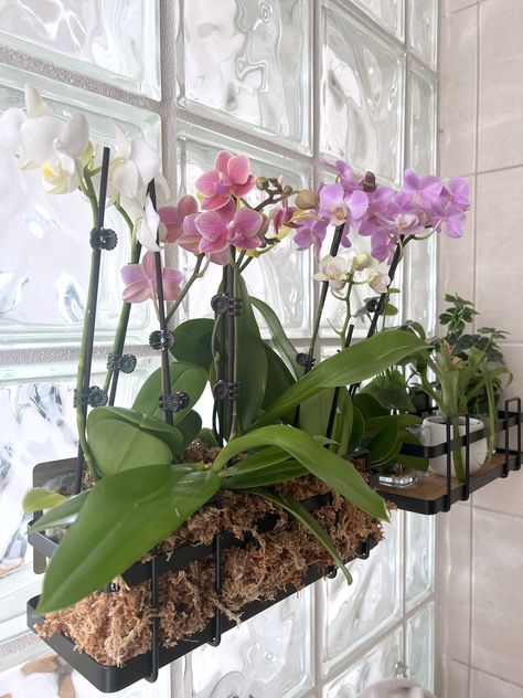 Orchid Planter Ideas Diy, Orchid Shelf, Hanging Orchid, Small House Garden, Orchid House, Orchid Planters, Herb Garden Design, Vertical Garden Diy, Orchids Garden