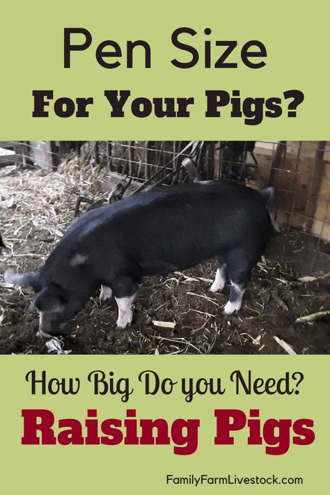 Pig Shelter, Pig Feeder, Pastured Pigs, Pig Waterer, Kune Kune Pigs, Hog Farm, Pig Breeds, Pig Feed, Raising Pigs