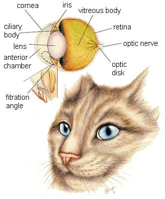 Cat and dog anatomy | Veterinary Teaching Hospital | Washington State University Cat Eye Problems, Veterinarian School, Veterinarian Technician, Vet Tech School, Veterinary Tech, Vet Tech Student, Vet Technician, Veterinary Studies, Veterinary School