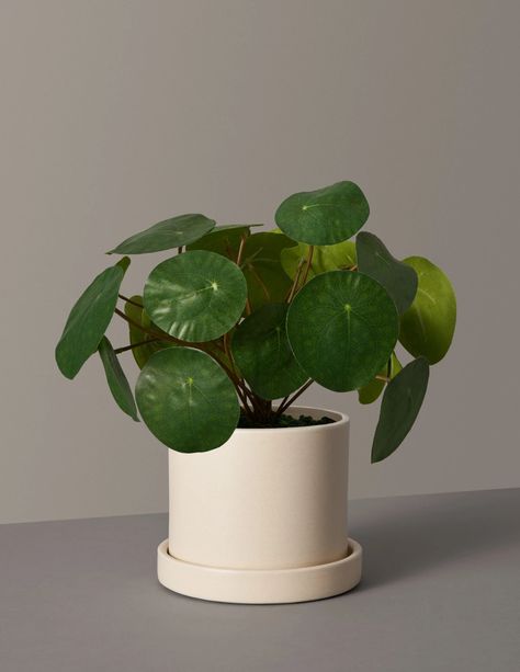 Plants Apartment, Pilea Peperomioides, Fiddle Leaf Fig Tree, Floor Plants, Pothos Plant, Low Light Plants, Keramik Design, Rubber Tree, Houseplants Indoor