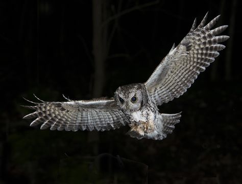 Explore Thomas Muir's photos on Flickr. Thomas Muir has uploaded 499 photos to Flickr. Guardians Of Ga'hoole, Hunting Decal, Eastern Screech Owl, Owl Species, Owl Wings, Screech Owl, Chinese Proverbs, Owl Party, Greek And Roman Mythology