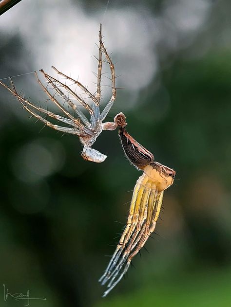 A spider molting Spider Molting, Spiders, Growth Mindset, Quick Saves