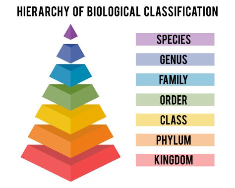 Australian taxonomy resources number around 70 million specimens, valued at over AU$5 billion. That's big science. Taxonomic Hierarchy, Biological Classification, Animal Identification, Carl Linnaeus, Plant Classification, Lab Activities, Biology Lessons, Teaching Biology, Concept Map