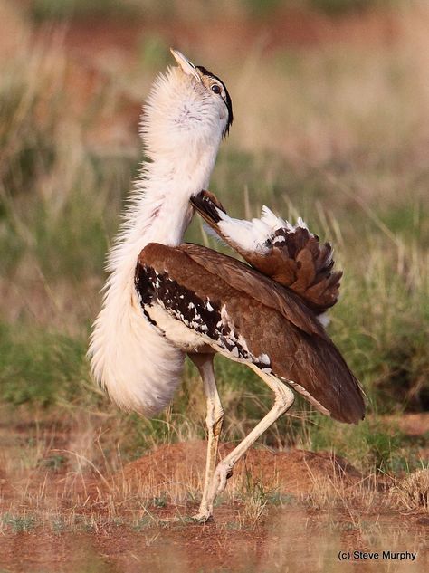 AUSTRALIAN BUSTARD - Ardeotis australis . . . Also Plains Turkey . . . N Australia, S New Guinea Australian Fauna, Colourful Birds, Birds Of Australia, Animal Images, Australian Birds, New Guinea, Exotic Birds, Blue Heron, Bird Pictures