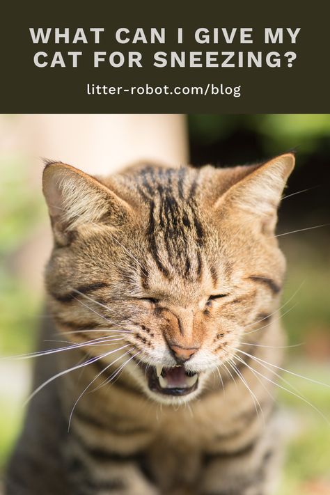 A myriad of issues can cause your cat’s sneezing. In fact, sometimes sneezing isn’t sneezing at all. There are other symptoms that can be misidentified as sneezing, all of which have their own set of causes. Once you get to the root cause of the situation, you’ll be able to help treat your cat’s sneezing. Determine the reasons why your cat could be sneezing and how to provide the relief your cat needs. Cat Sneezing, Astro Cat, Allergy Season, Cat Years, Upper Respiratory Infection, International Cat Day, Watery Eyes, Older Cats, Pet Allergies