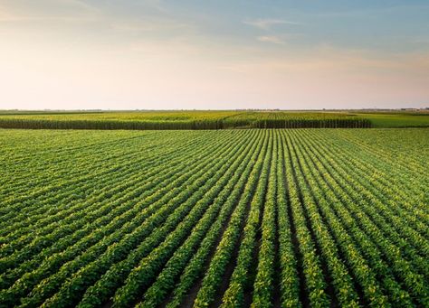 #jonathandaxcooke #agriculture Chile is a long, narrow country that hugs the coast of South America. https://daxcooke.net/all-about-the-agricultural-land-in-chile-by-jonathan-dax-cooke/ Field At Sunset, Agricultural Land, Land Use, The Coast, Geography, Agriculture, South America, Adobe Stock, This Is Us