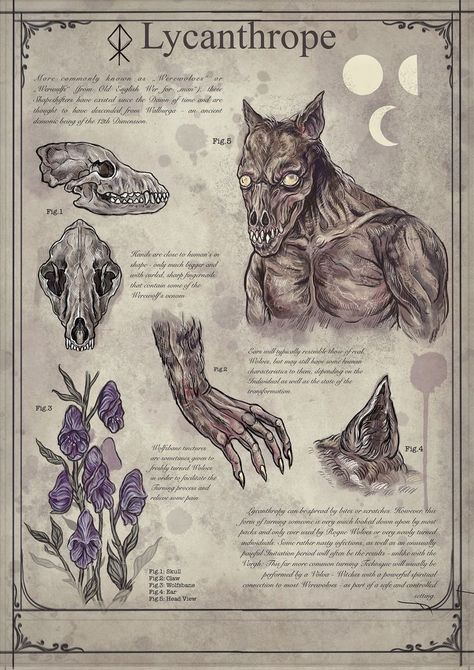 Werewolf Skull, Magical Creatures Mythology, Mystical Creatures Mythology, Fantasy Creatures Mythology, Skull Reference, Art Cottagecore, Myths & Monsters, Mythical Monsters, Legends And Myths