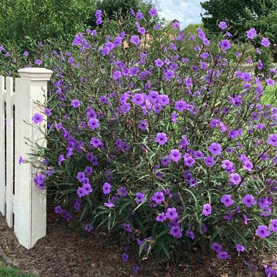 There aren’t a lot of plants that are as showy as Mexican petunia (Ruellia brittoniana) when it’s in full bloom. It’s a strong-willed perennial that you’ll find in old landscapes ... Backyard Border, Mexican Petunia, Full Sun Shrubs, Petunia Plant, Broadleaf Evergreen, Florida Plants, Dark Purple Flowers, Planting Ideas, Purple Plants