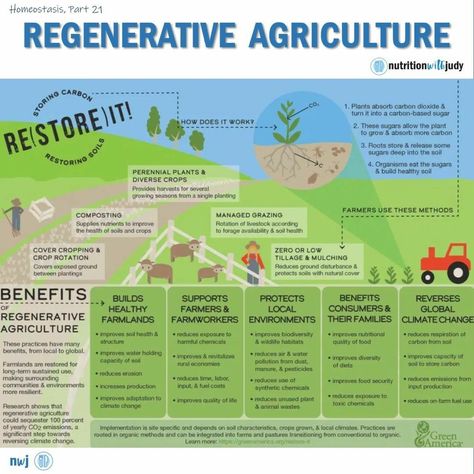 Regenative Agriculture, Restoration Agriculture, Allotment Planning, Biodynamic Farming, Biodynamic Gardening, Farm Quotes, Geography Project, Holistic Health Nutrition, Regenerative Farming