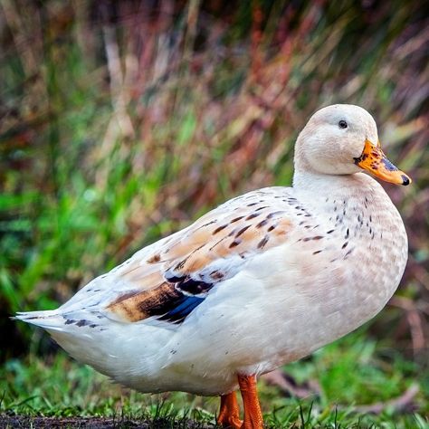 There are some truly captivating creatures that we can enjoy, and one of these is the Welsh Harlequin duck. Of course, I’m a sucker for waddling ducks from the start. So, keep that in mind. Many poultry and fowl have mysterious beginnings that we can only piece together. The Welsh Harlequin, however, is a different story. It’s... The post Welsh Harlequin Duck – Feathered Gems appeared first on Pampered Chicken Mama: Raising Backyard Chickens. Welsh Harlequin Ducklings, Luxury Homesteading, Saxony Ducks, Duck Keeping, Welsh Harlequin Duck, Fluffy Chickens, Khaki Campbell Ducks, Harlequin Duck, Chicken Story