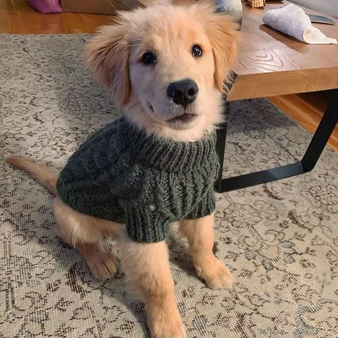 Golden Retriever Outfit, Cute Puppy Photos, Cute Dog Clothes, Golden Puppy, Super Cute Puppies, Really Cute Dogs, Animal Room, Cute Little Puppies, Puppy Photos