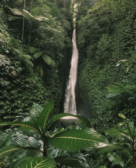 Photo by MAOI SWIM on March 18, 2021. May be an image of waterfall, tree and nature. #Regram via @www.instagram.com/p/CMkl9JhDT4A/ Raya Aesthetic, Theme Jungle, Jungle Nature, Dark Jungle, Jungle Plants, Warrior Names, Raya And The Last Dragon, The Last Dragon, Plants Green