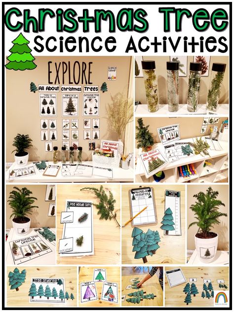 Tree Study Activities For Preschool, Christmas Tree Unit, Tree Science Kindergarten, Prek Tree Study, Christmas Tree Science Experiment, Christmas Tree Science Preschool, Pine Cone Tree, Tree Study, Creative Curriculum