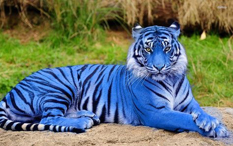 Rare Majestic Blue Tiger Amazon Rainforest Trees, Amazon Rainforest Plants, Real Life Mermaid Found, Maltese Tiger, Rainforest Tribes, Rainforest Creatures, Amazon Rainforest Animals, Cenozoic Era, African Rainforest