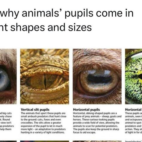 Pupil Shapes, Pupil Design, Predatory Animals, Goats And Sheep, Something New Everyday, Prey Animals, Photography Animals, Learn Something New Everyday, Learn Something New