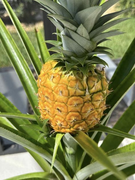 Dole Pineapple, Garden Club, Pool Deck, The Crown, Pineapple, Florida, Crown, Pool, Fruit