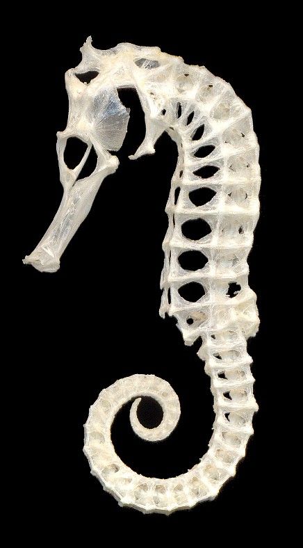 porpita | Adventures in Vertebrate Biology Seahorse Skeleton, Skull Reference, Animal Skeletons, Sea Horses, Animal Skull, Vulture Culture, Skeleton Bones, Skulls And Bones, Sea Dragon