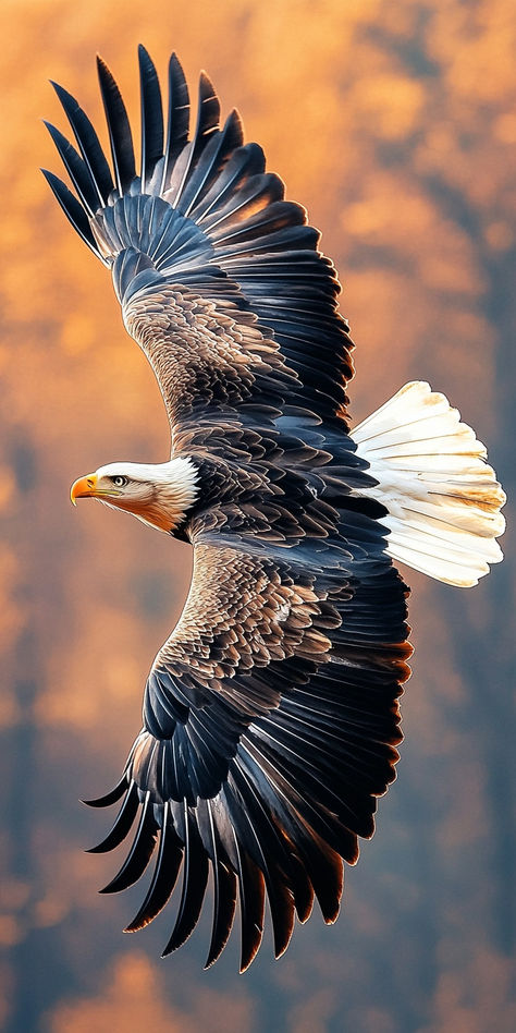 Flying Eagle Photography, Nature Photography Animals, Digital Art Wallpaper, Pretty Nature Pictures, Birds Photography Nature, Eagle Flying, Eagle Images, Eagle Painting, Samurai Wallpaper