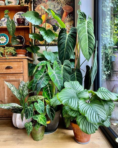 Unveiling the Latest Plant Trends: Happy Houseplants' Guide to Greenin – Happy Houseplants Kitchen Window Plants, Window Plants, Leafy Plants, Easy Care Plants, Plant Decor Indoor, Houseplants Indoor, Plant Aesthetic, House Plants Decor, Buy Plants