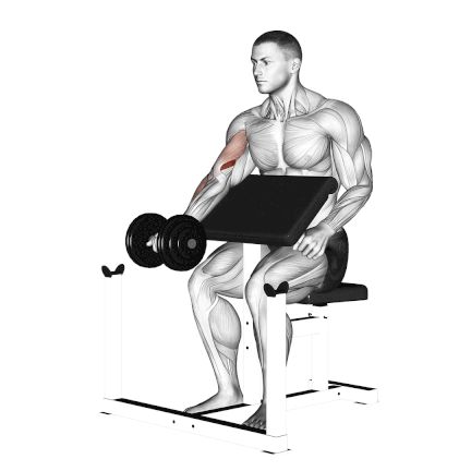 One Arm Seated Dumbbell Preacher Curl Workout Clipart, Dumbbell Back Workout, Gym Back Workout, Gym Plan, Gym Workout Planner, Preacher Curls, Workout Routine For Men, Abs Workout Gym, Muscle Building Workouts