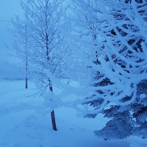 Snow Aesthetic Blue, Ice Aesthetic, Blue Dawn, Snow Aesthetic, Snowy Forest, I Love Winter, What Is Christmas, Deep Winter, Dark Winter