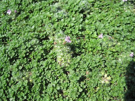 New House Landscaping, Garden Border Edging, Texas Native Plants, Creeping Thyme, Fresh Cut Christmas Trees, Low Water Gardening, Holiday Planter, Alpine Garden, Yard Plants