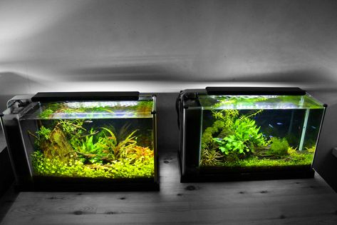 The Planted Tank Forum - View Single Post - let me see some FLUVAL SPEC V'S Aqua Scape, Aquarium Soil, Neon Tetra, Community Tanks, Planted Tank, Aquarium Ideas, Aquascape Aquarium, 55 Gallon, Rainbow Fish