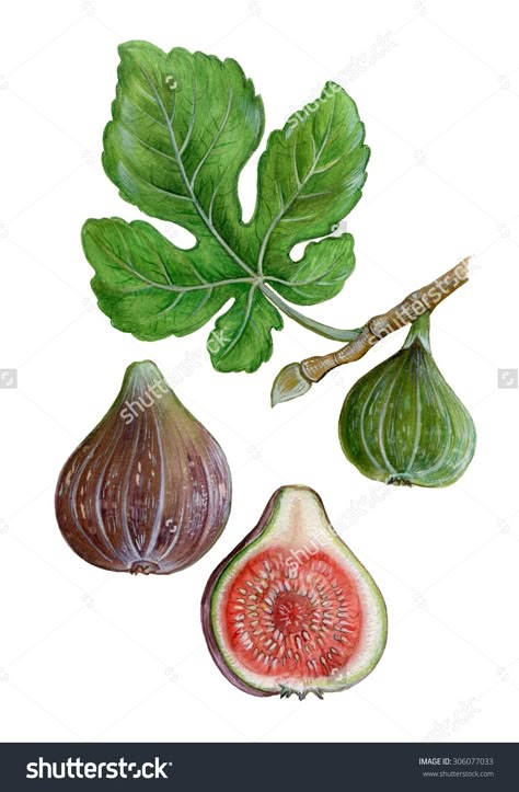 Fig Drawing, Ficus Carica, Vegetable Drawing, Recipe Book Design, 30 Day Drawing Challenge, Realistic Illustration, Fig Leaves, Fruit Illustration, Fruit Painting