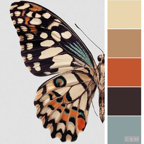 Spice butterfly pallette Bild Gold, Nature Living, Decor Color Schemes, Color Schemes Colour Palettes, Color Harmony, Color Balance, Color Inspo, Chiaroscuro, Color Stories